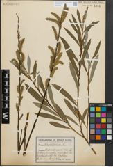 Foto von Salix purpurea L.